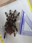 Nhandu chromatus 7DC