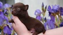 czekoladowa chihuahua piesek krotkowlosy