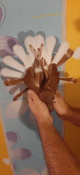 Piękne czerwone Orliki polskie