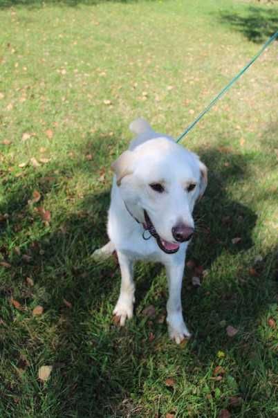 Labrador mix Ciastek Szuka domu -schronisko Bełchatów-aktualne