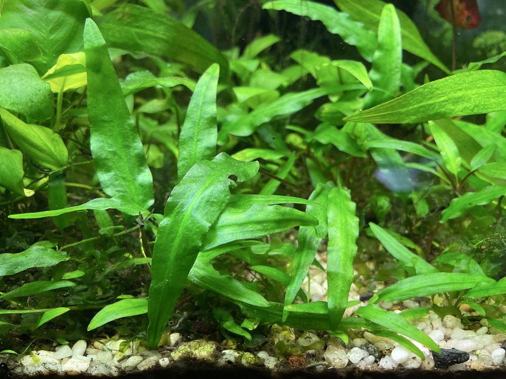 Amazonka roslina roslinka akwariowa watrobowiec microzorium