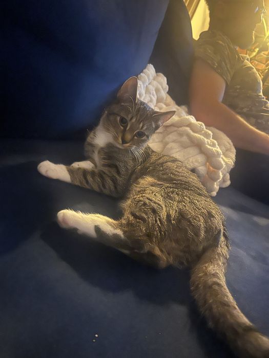 kotka ZA DARMO oddam w dobre ręce