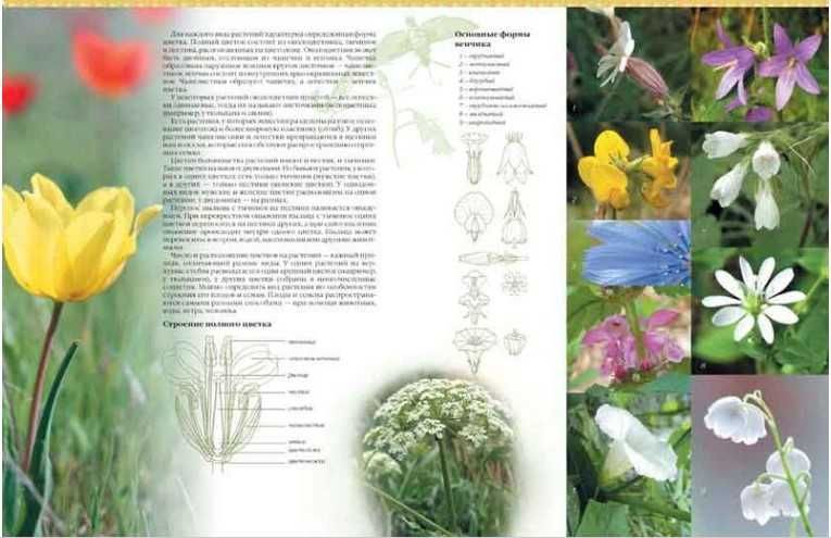 Растения Украины Гамуля Vivat