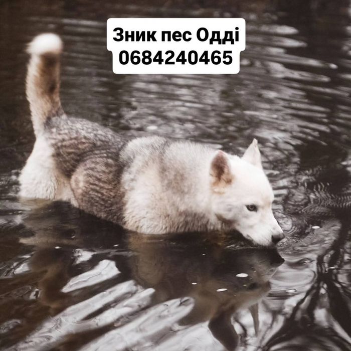 Пропав хаскі, шукаємо втікача Звенигородщина , хаска