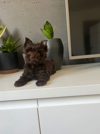 Mini Chocolate Yorkshire Terrier