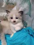 Ragdoll,cudowna koteczka