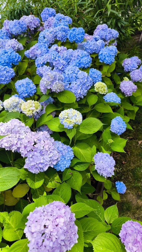 Hortensja hortensje kwiat cięty bukiet, do zasuszania