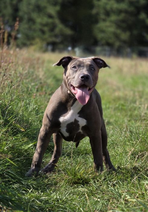 American Bully XL wyjątkowa suczka gotowa do odbioru!