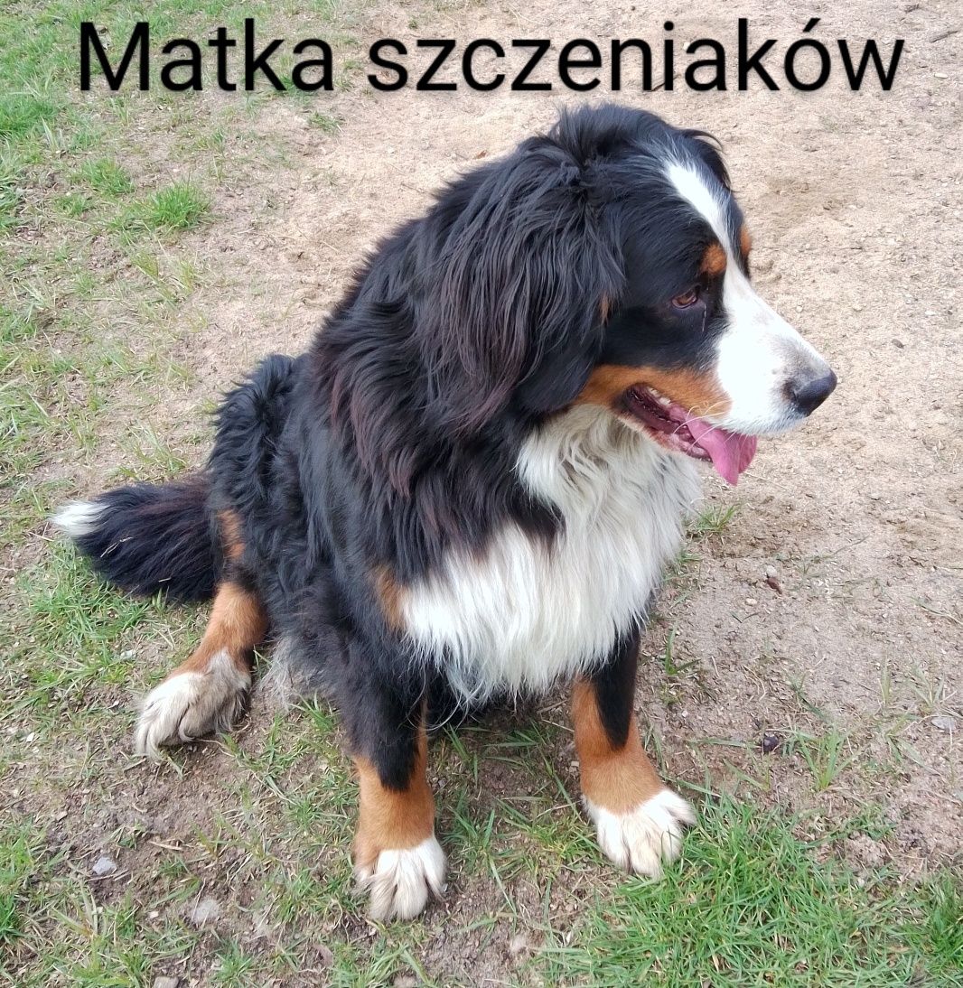 Berneński Pies Pasterski