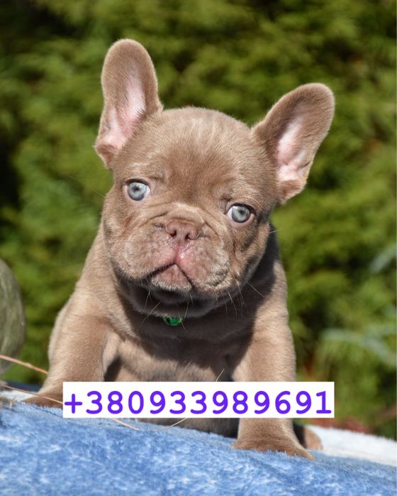 Люкс французики шоу класса