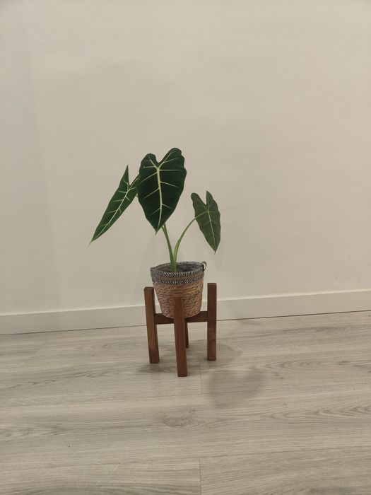 Alocasia frideck // planta interior