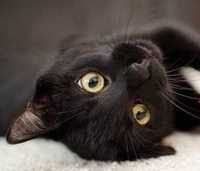 Молода чорна кішка Кіра