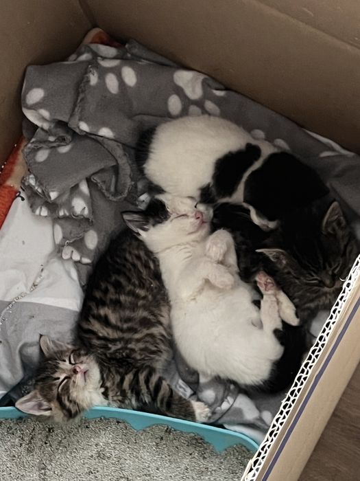 3 kotki szukają ciepłegoi kochajacego domu