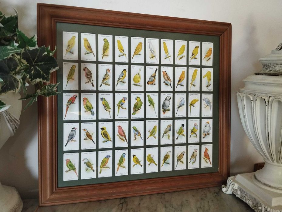 Quadro Pássaros - Colecção 50 Cartões Cigarros