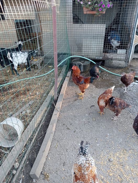 Frangos caseiros várias raças