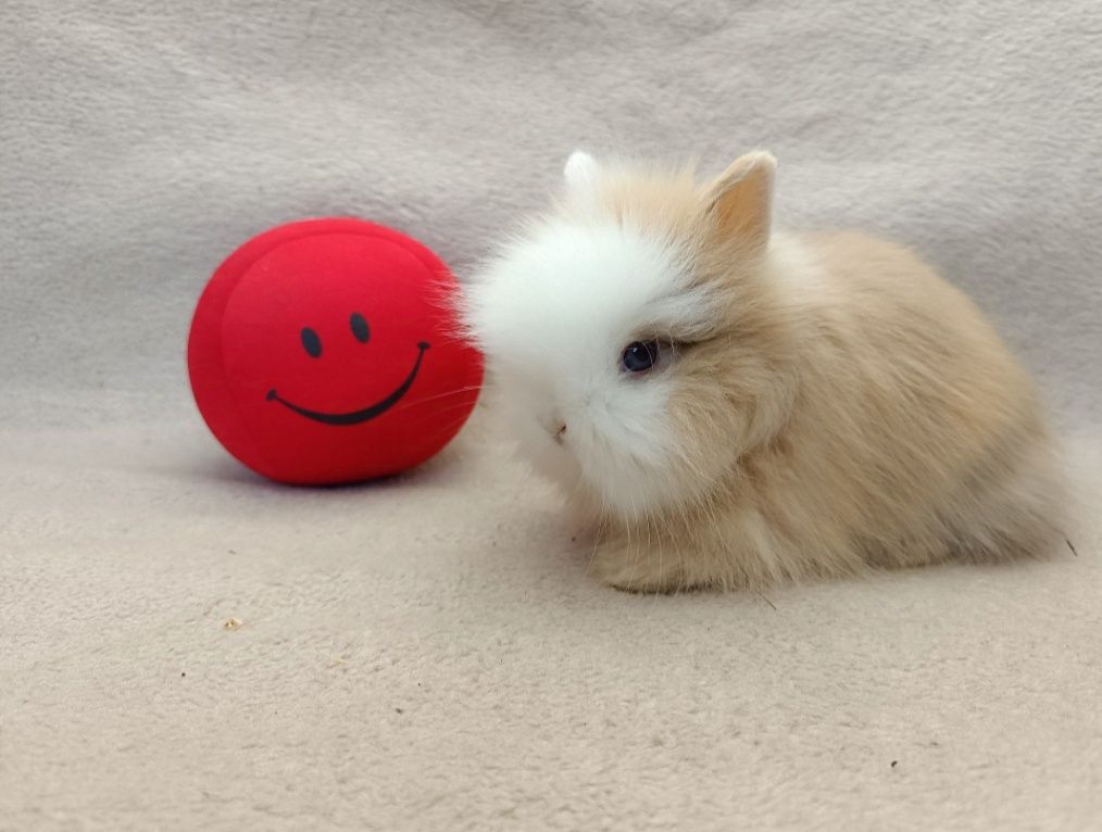 Karzełek Teddy hodowla RADOM