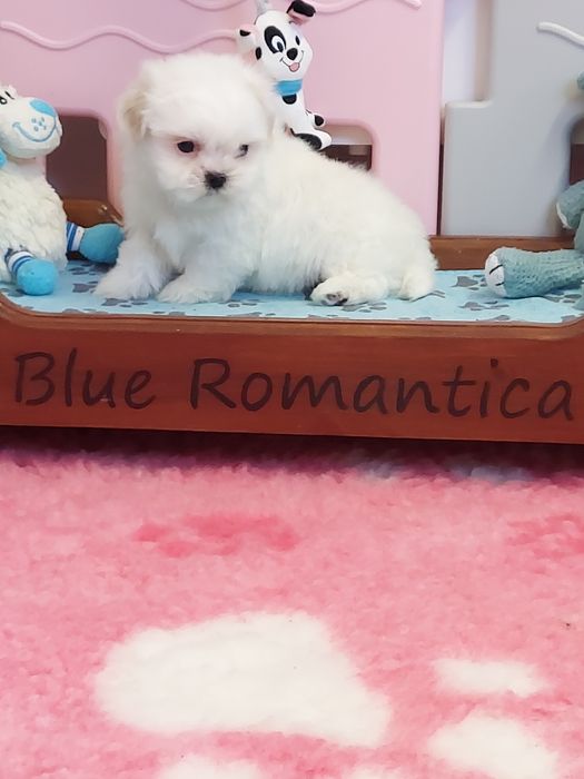 Shih tzu piękny biały piesek