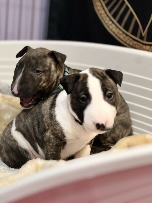 Bulterier Miniaturowy ZKwP FCI- Sunia