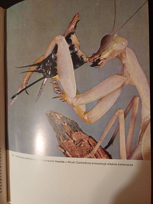 Wielki atlas owadów  - V. J. Stanek