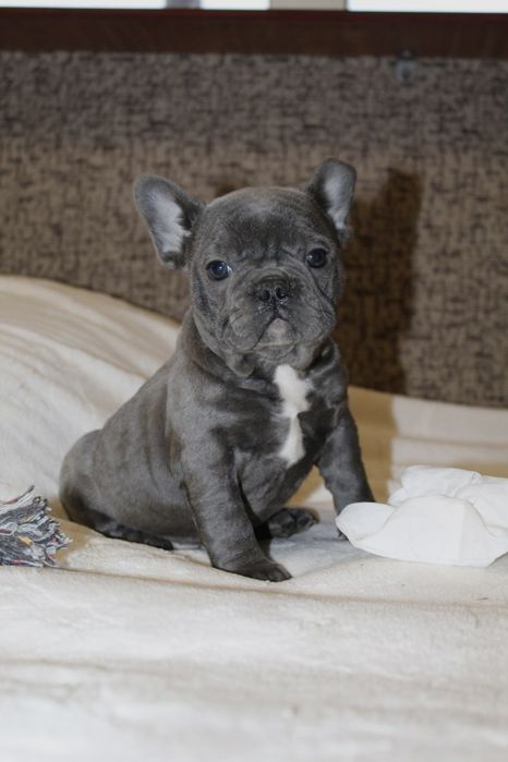 Бомбические генные французики