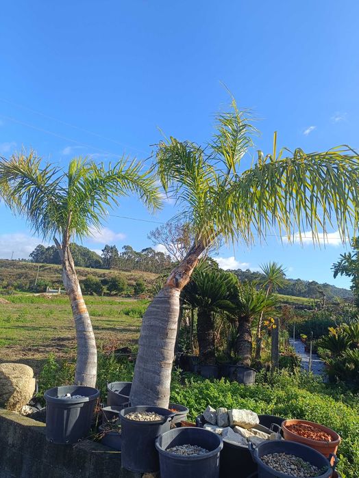 Coqueiros para jardim