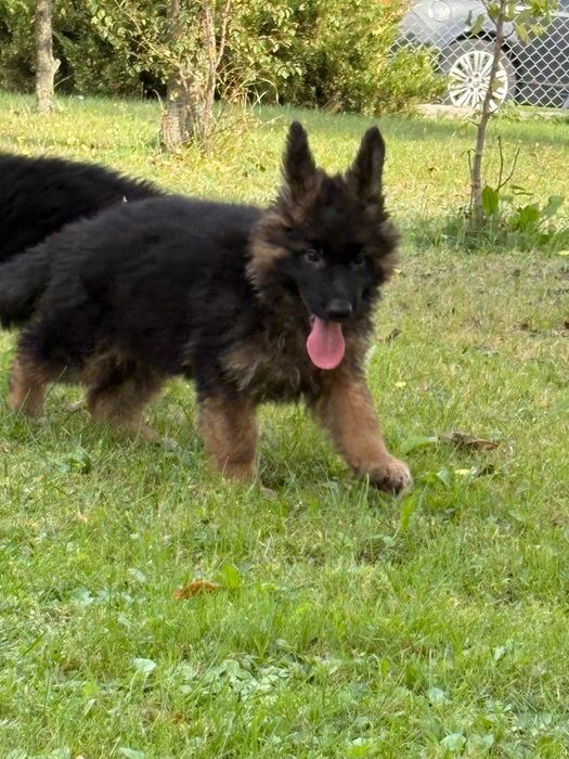 Owczarek niemiecki długowłosy