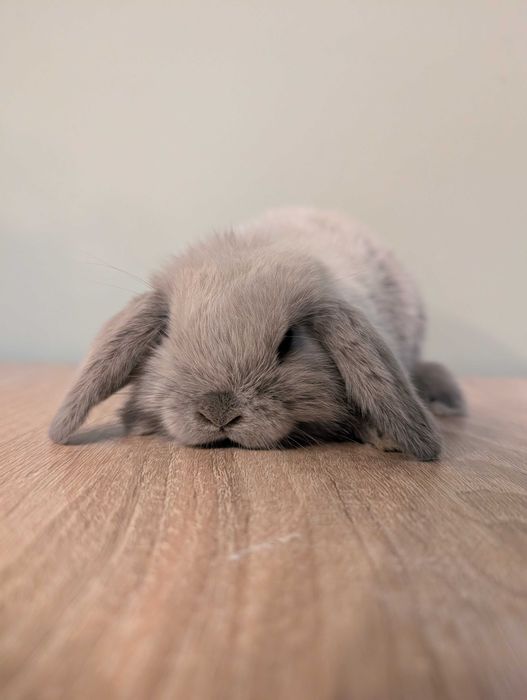 Mini lop, baranek miniaturka, metryka