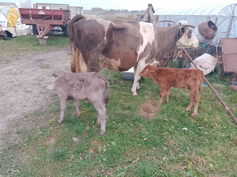 Sprzedam krowe z dwoma cielakami