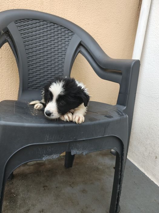 Border collie fêmea pura