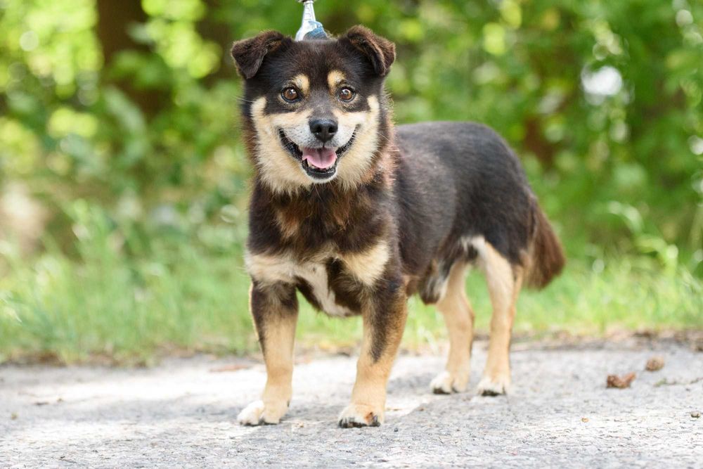 SMILKO - kompaktowy, przytulaśny, słodziutki pycholek