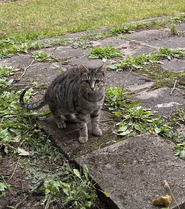 Bardzo pilnie! 6-miesieczy kocurek i kotka, szukają domu przed zimą.