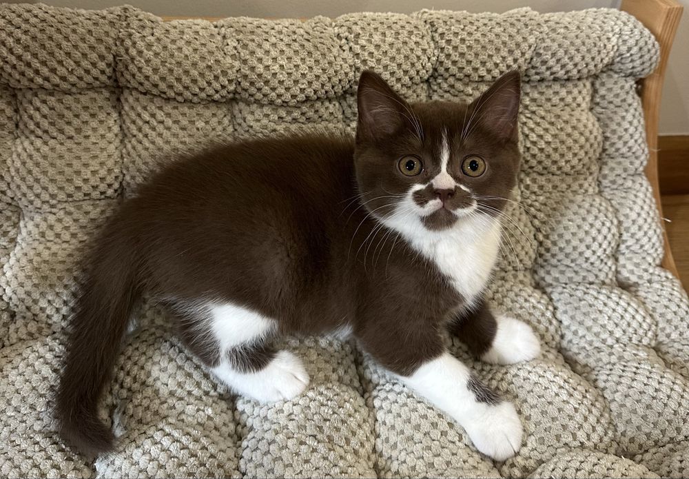 Macho British Shorthair com LOP