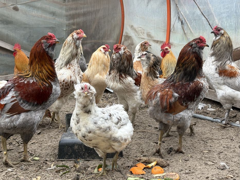 Araucana bezogoniasta koguty