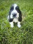 Cocker spaniel angielski blue roan samiec