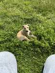 FCI Chart angielski, whippet
