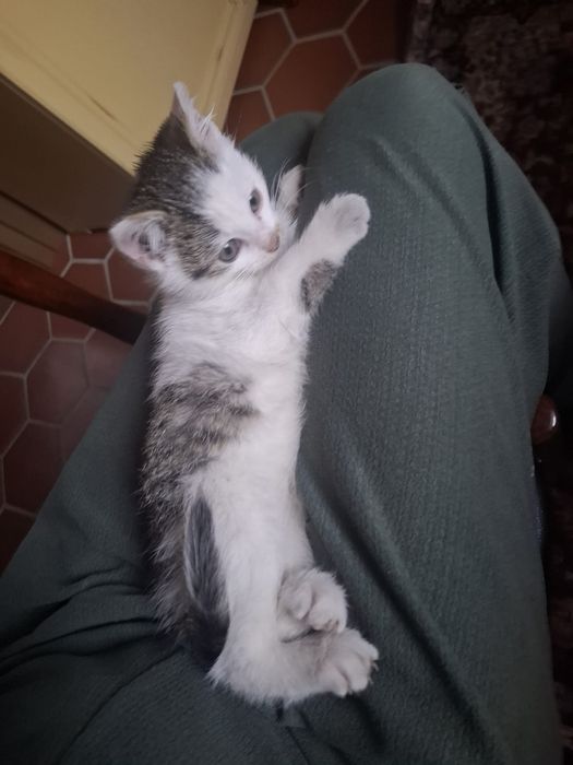 Oddam kotka za darmo