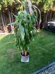 Dracena 180 cm...