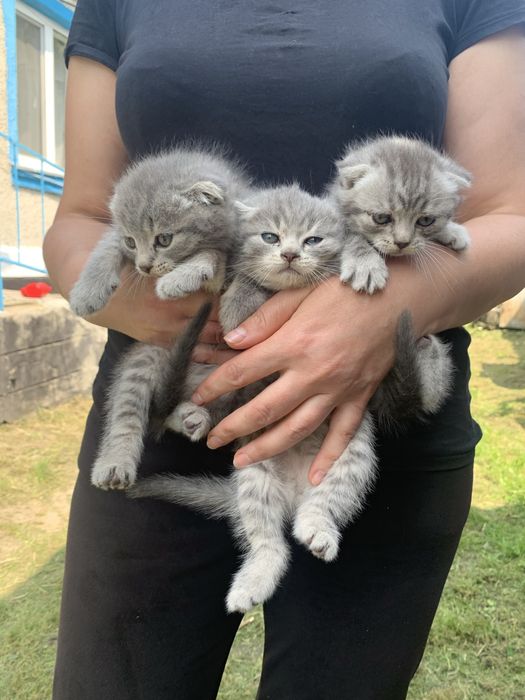 Котики шотландські вісловухі деталі дивіться в описі