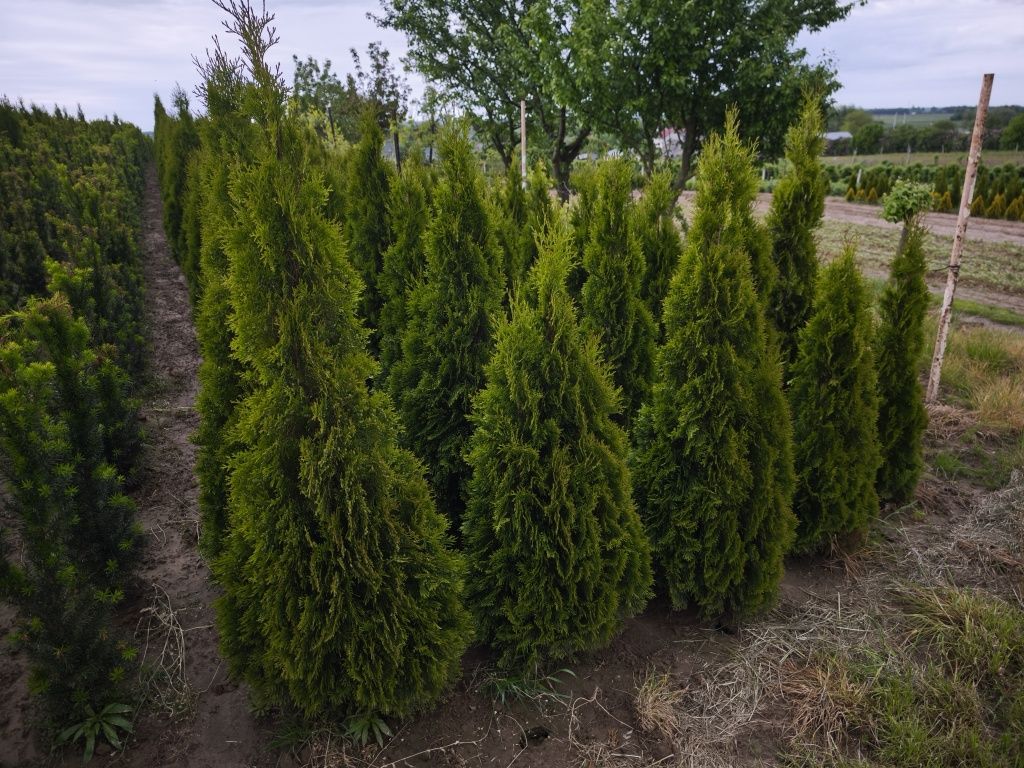 Tuja Smaragd PRODUCENT! Duże,gęste sadzonki kopane z gruntu!