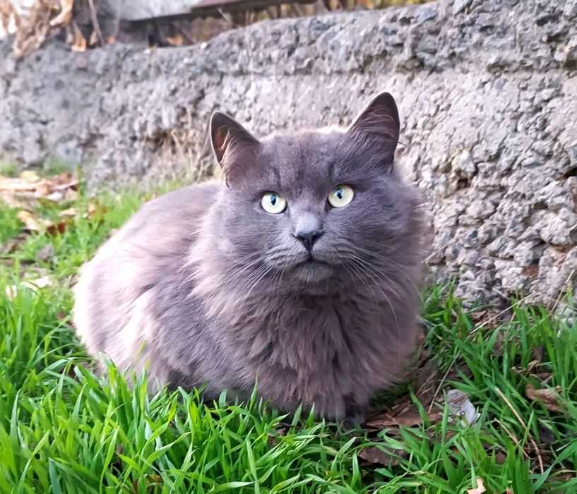 Нужен дом красавцу.