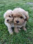 **Maltipoo** Piesek