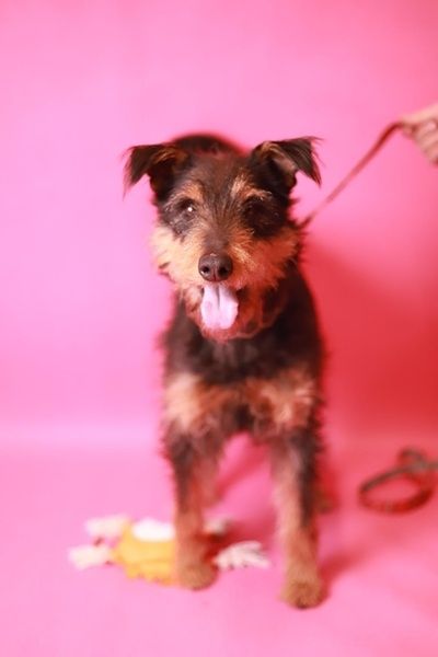 daj mi dom! Jestem prawie jak rasowy terier