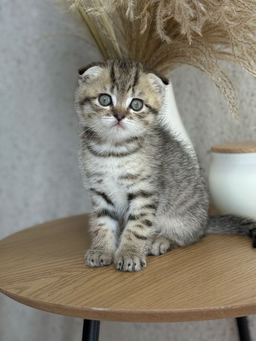 Шотландские вислоухие и прямоухие котята золотая шиншила