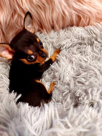 Chihuahua mini piesek