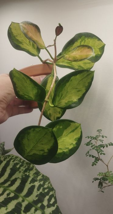 Hoya hoja australis lisa + doniczka z terakoty
