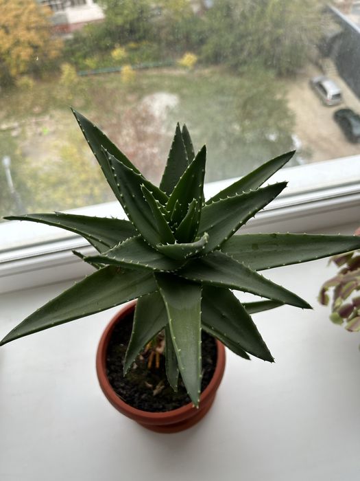 Цветок алое вера. Лечебное растение.