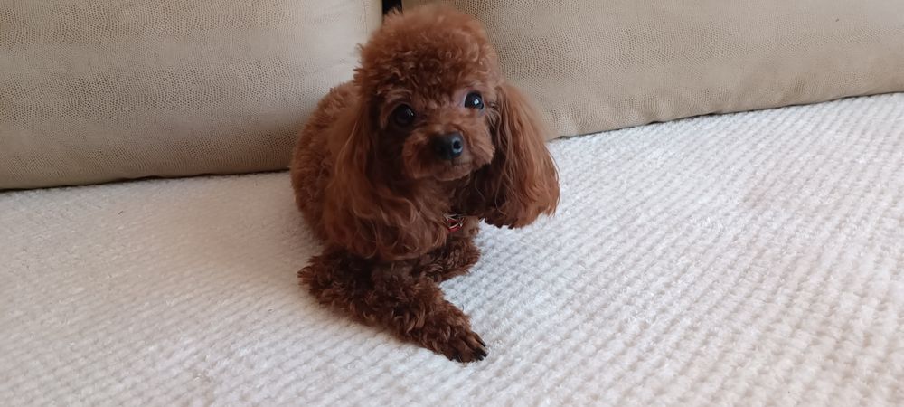 Вязка той пудель