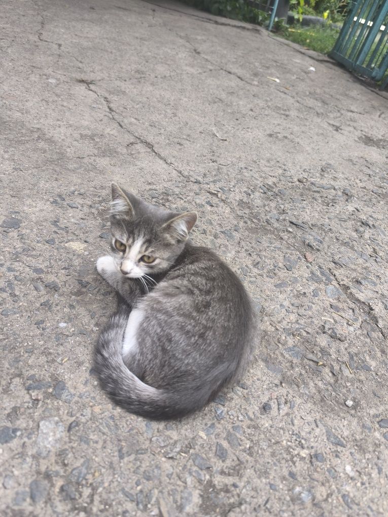 Котики шукають добрі руки
