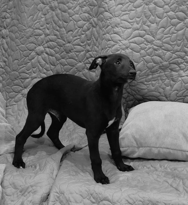 Chart angielski whippet-parka