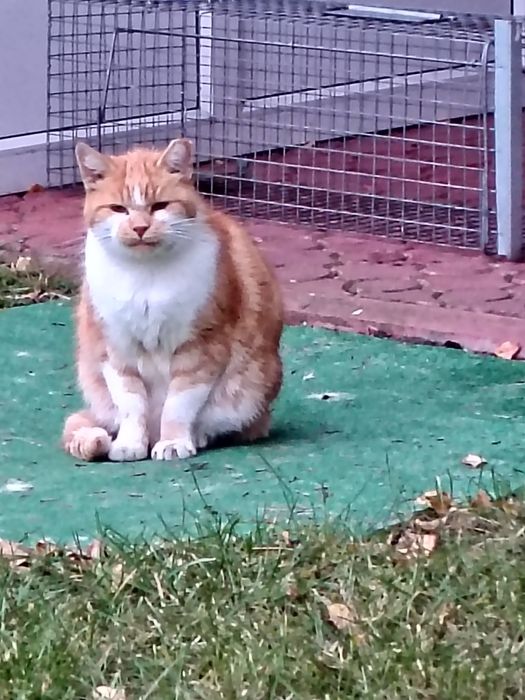 Dwa dorosłe kocury szukają domu